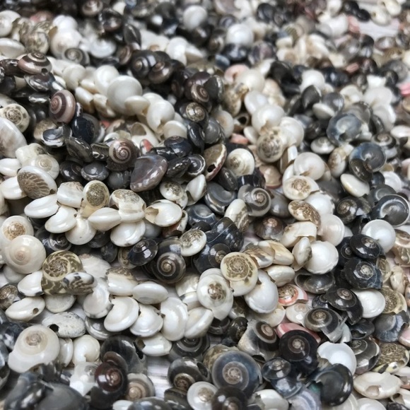 100+ Pcs Real Button TOP Seashells Beads Mixed Lot Jewelry Making DIY Shells - Picture 8 of 12